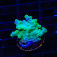 Green Branching Cyphastrea Coral