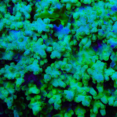 Green Branching Cyphastrea Coral