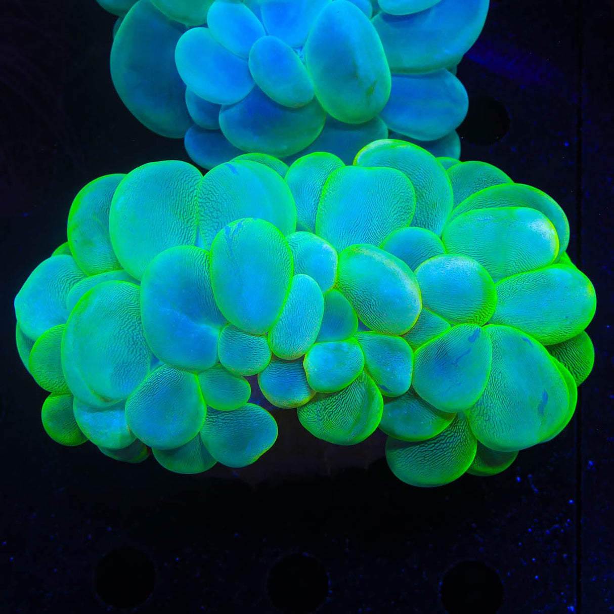 Green Bubble Coral