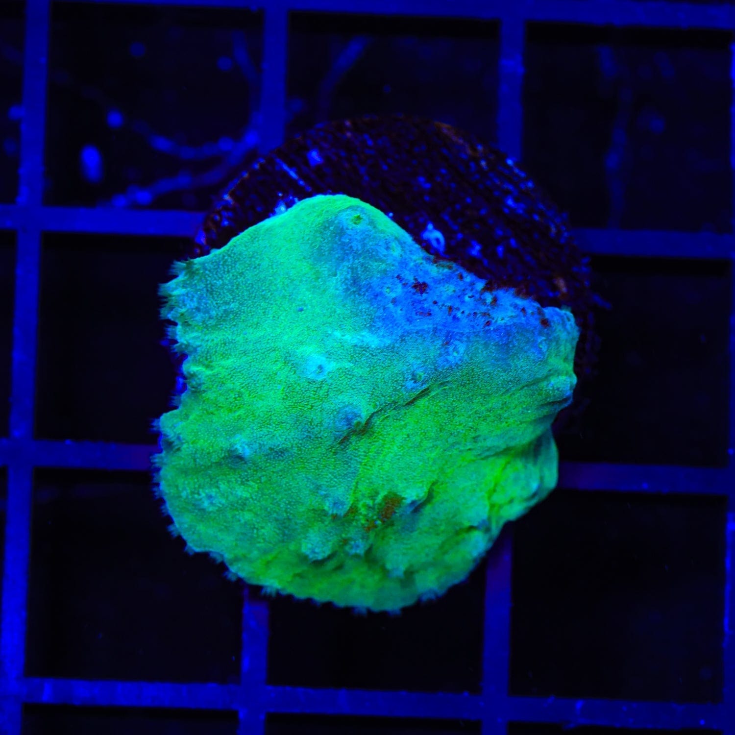 Green Cabbage Leather Coral – Almost WYSIWYG – Top Shelf Aquatics