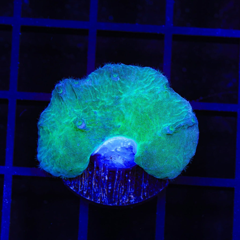 Green Cabbage Leather Coral