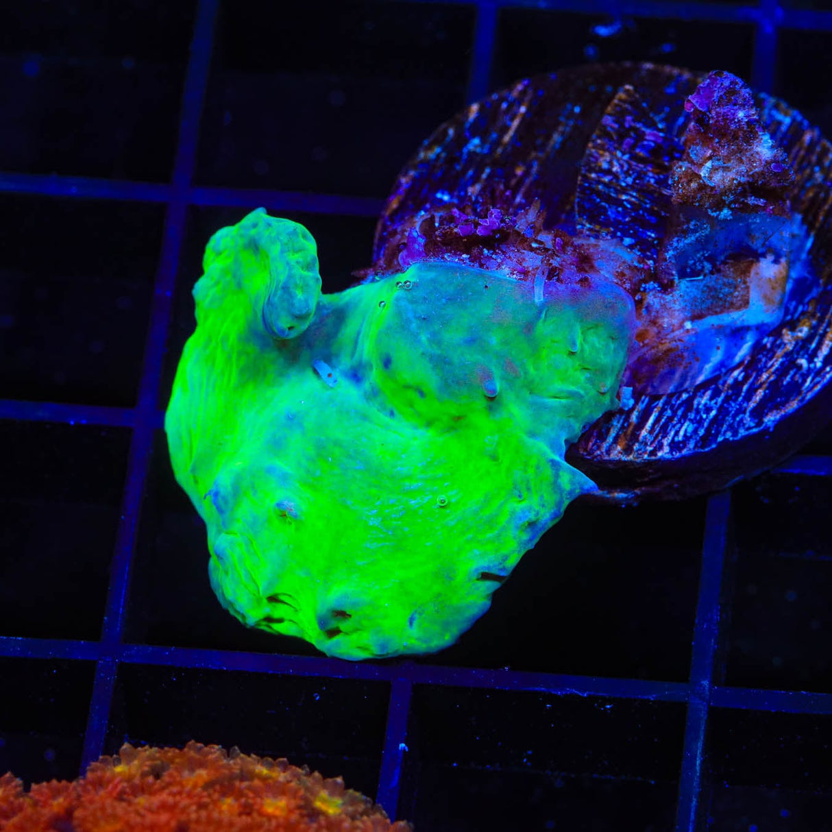 Green Cabbage Leather Coral