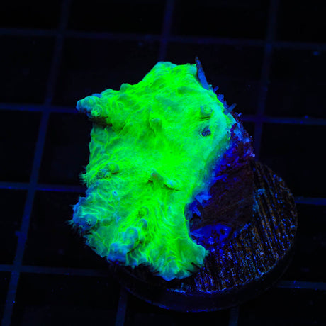 Green Cabbage Leather Coral