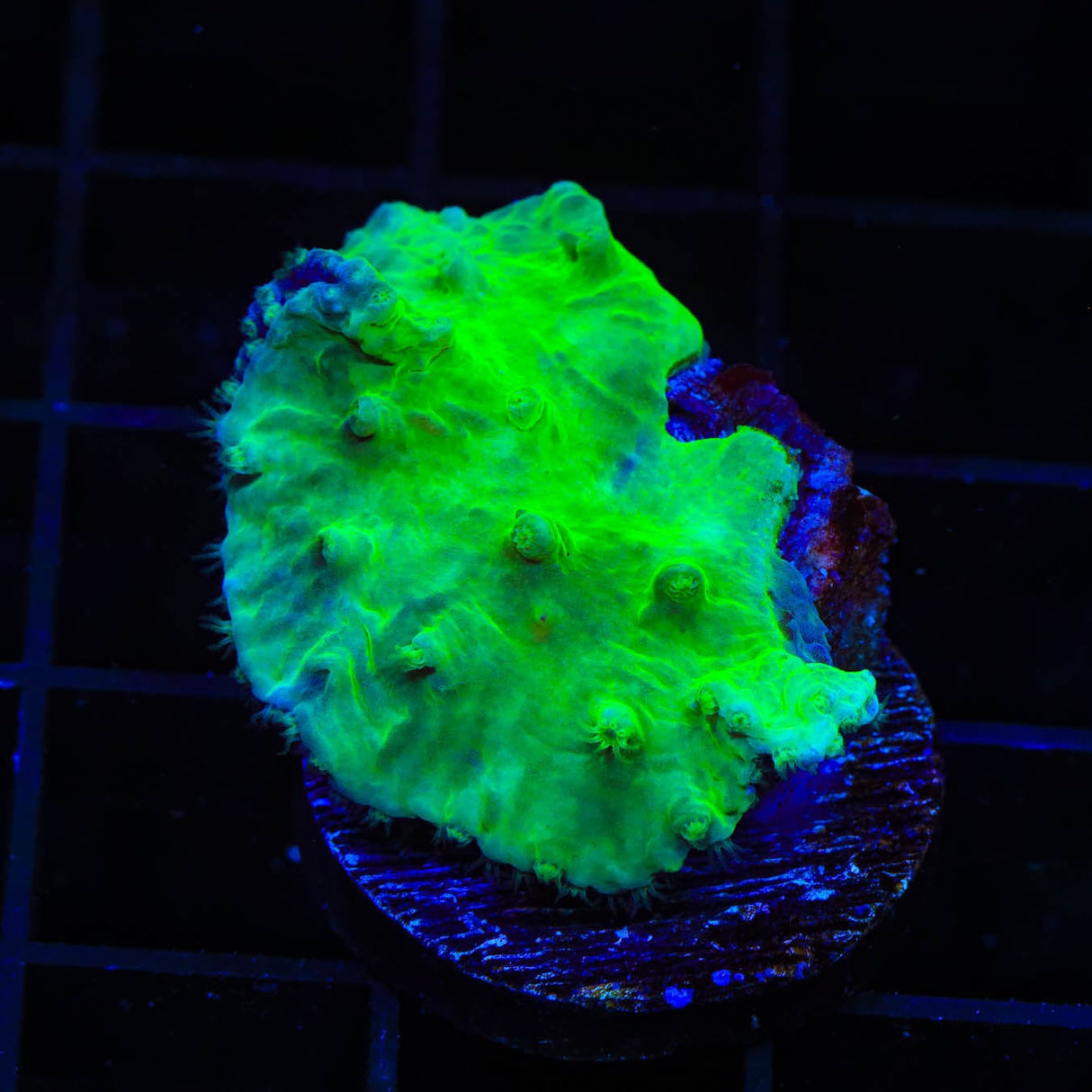 Green Cabbage Leather Coral