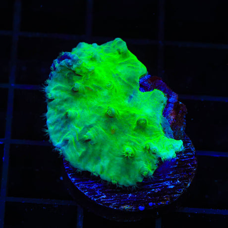 Green Cabbage Leather Coral
