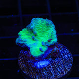 Green Cabbage Leather Coral