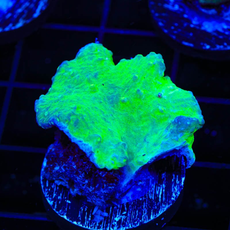 Green Cabbage Leather Coral