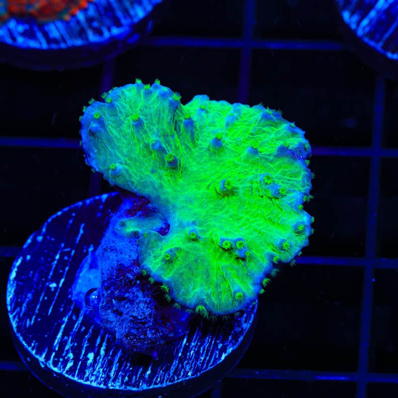 Green Cabbage Leather Coral