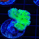 Green Cabbage Leather Coral