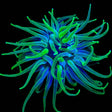 Green Condy Anemone