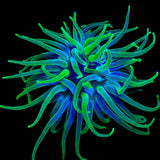 Green Condy Anemone