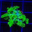 Green Daylight Alveopora Coral