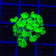 Green Daylight Alveopora Coral