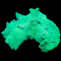 Green Elephant Mushroom Coral
