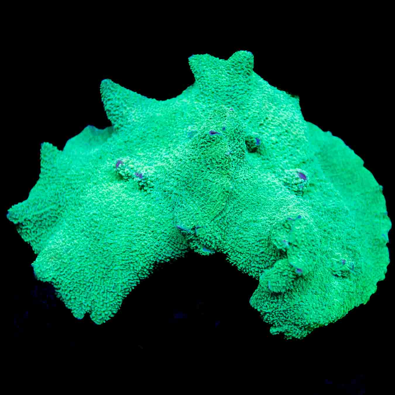 Green Elephant Mushroom Coral