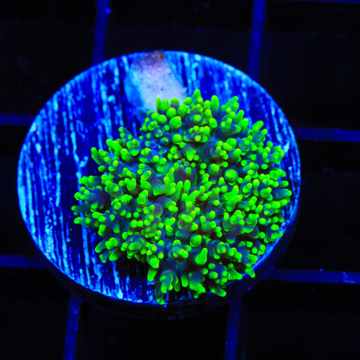 Green Fuzzy Mushroom Coral