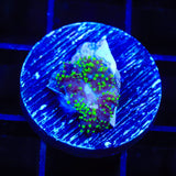 Green Fuzzy Mushroom Coral