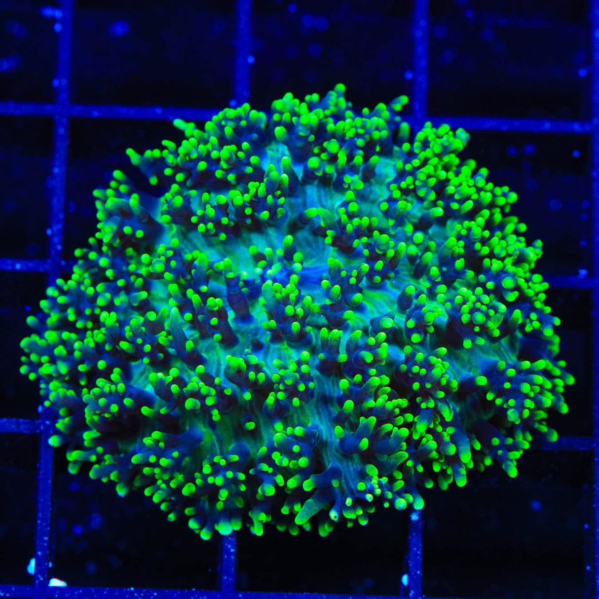 Green Fuzzy Mushroom Coral