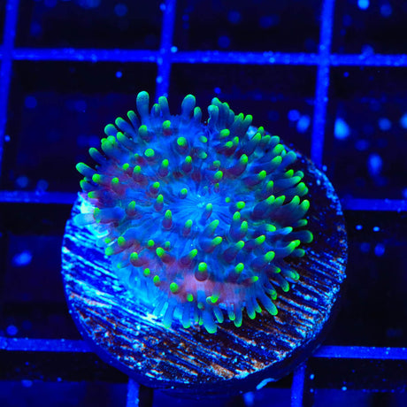 Green Fuzzy Mushroom Coral