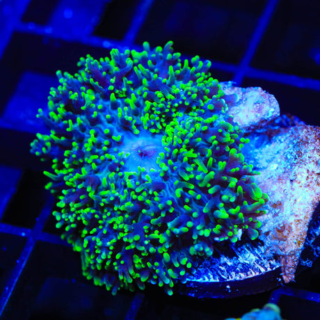 Green Fuzzy Mushroom Coral