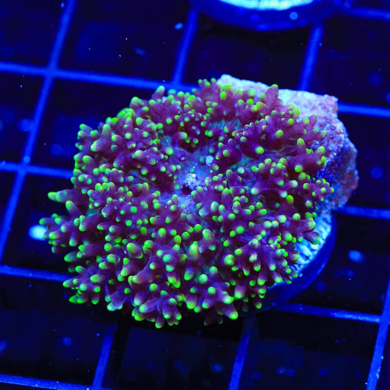 Green Fuzzy Mushroom Coral