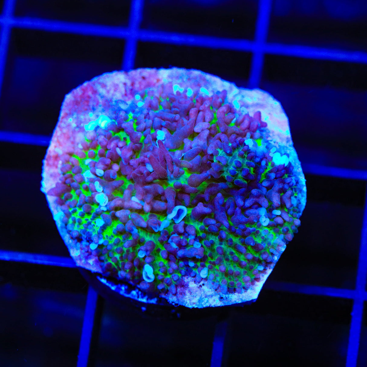 Green Fuzzy Mushroom Coral