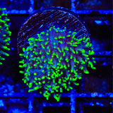 Green Fuzzy Mushroom Coral