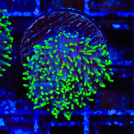 Green Fuzzy Mushroom Coral