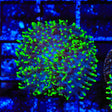 Green Fuzzy Mushroom Coral