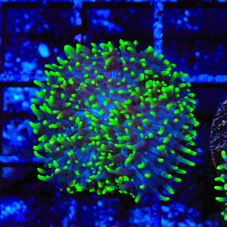 Green Fuzzy Mushroom Coral