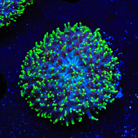Green Fuzzy Mushroom Coral