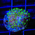 Green Fuzzy Mushroom Coral