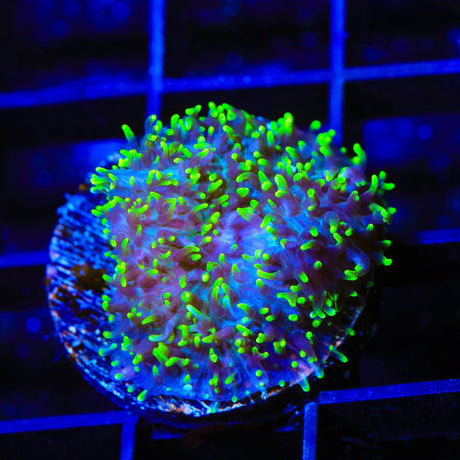 Green Fuzzy Mushroom Coral