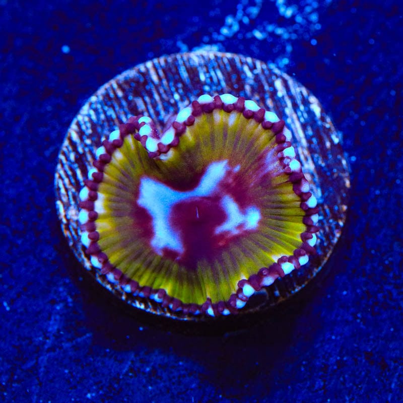 Green Grande Palythoas Coral