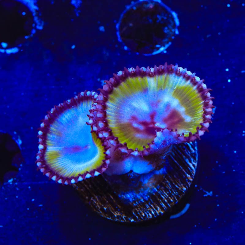 Green Grande Palythoas Coral