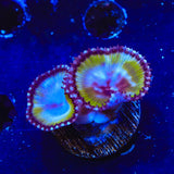 Green Grande Palythoas Coral