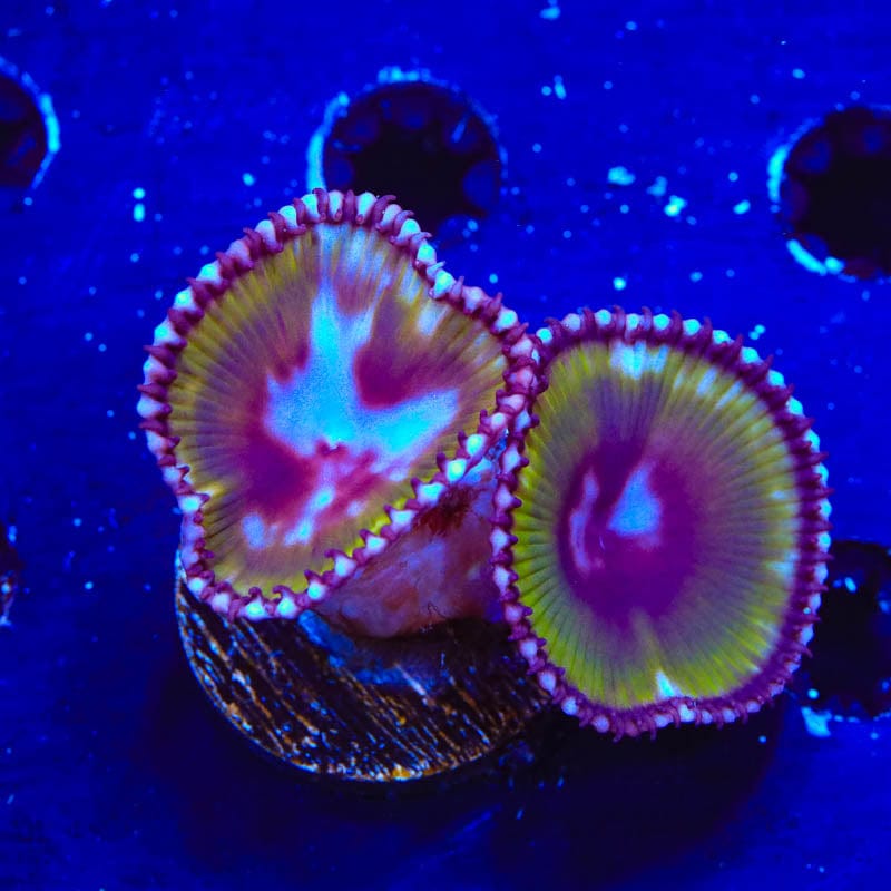 Green Grande Palythoas Coral