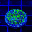 Green Hairy Mushroom Coral