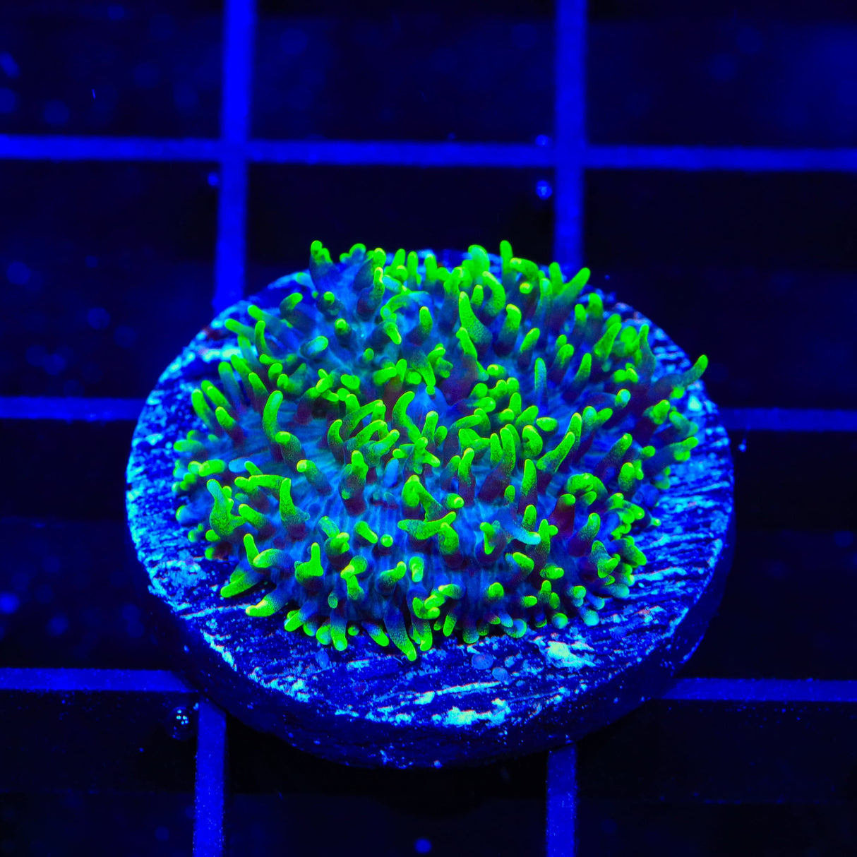 Green Hairy Mushroom Coral