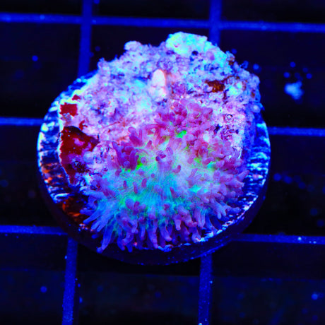 Green Hairy Mushroom Coral