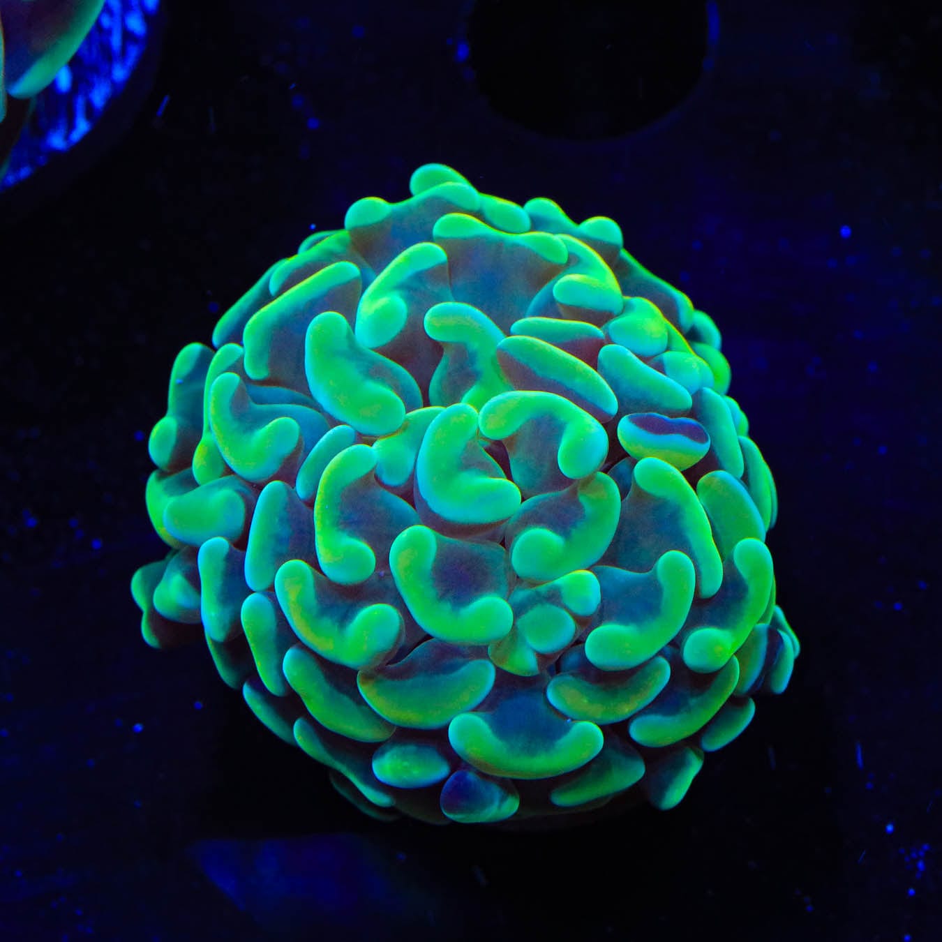 Green Hammer Coral