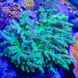 Green Leather Colony Coral