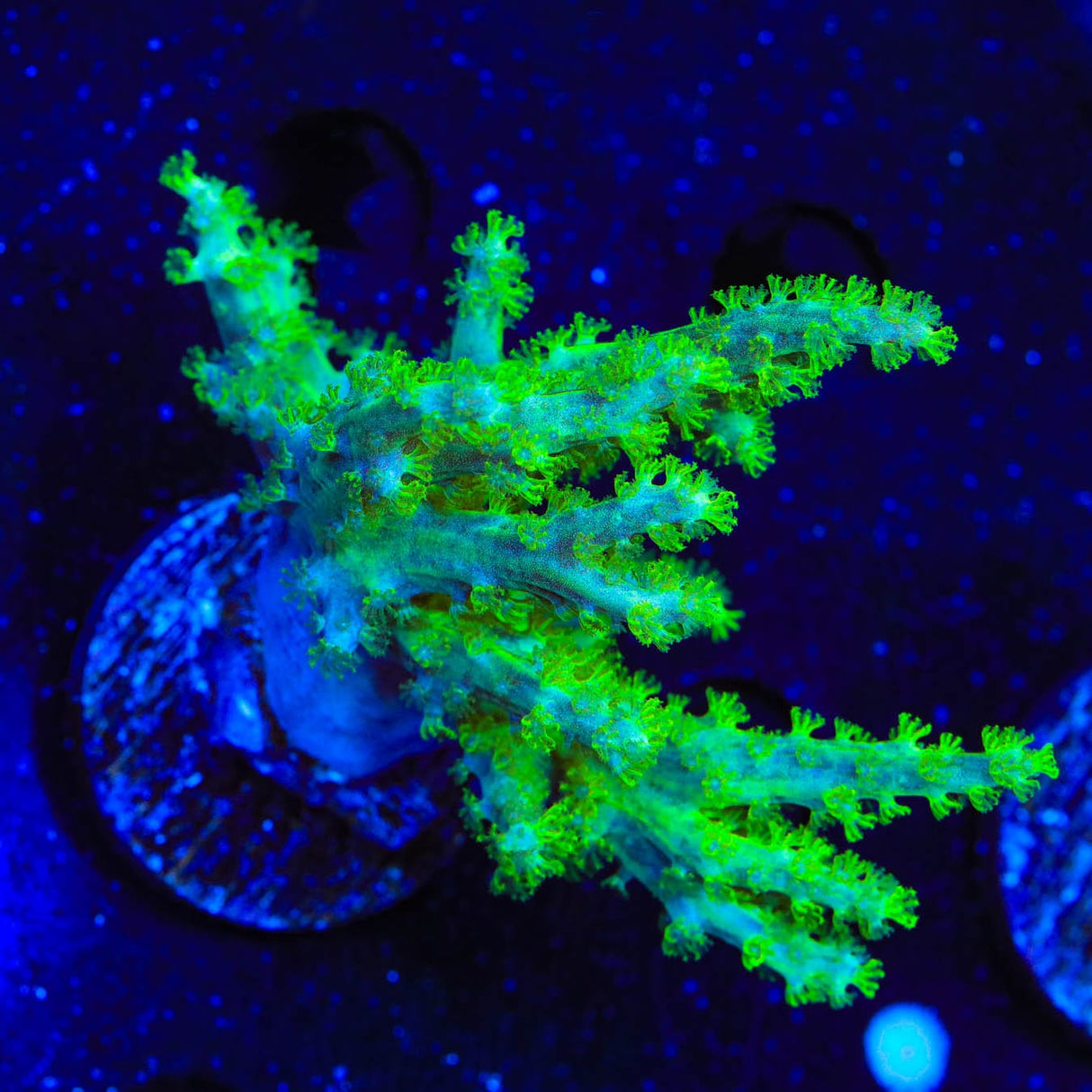 Green Leather Coral