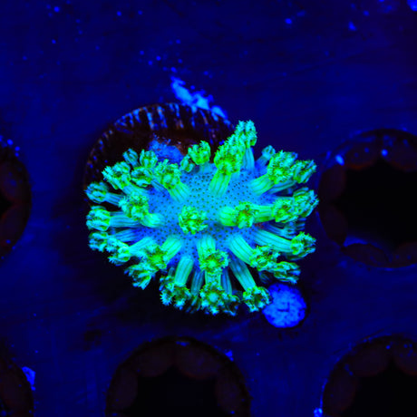 Green Long Polyp Toadstool Coral