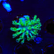 Green Long Polyp Toadstool Coral