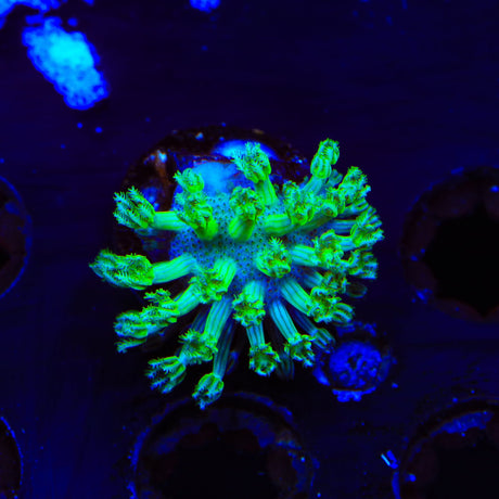 Green Long Polyp Toadstool Coral