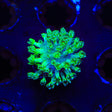 Green Long Polyp Toadstool Coral