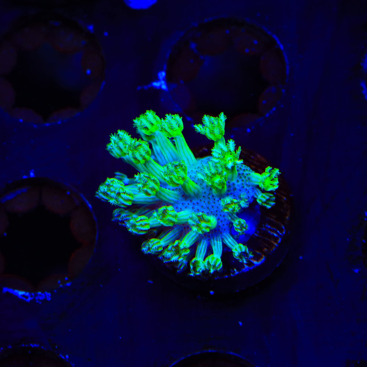 Green Long Polyp Toadstool Coral