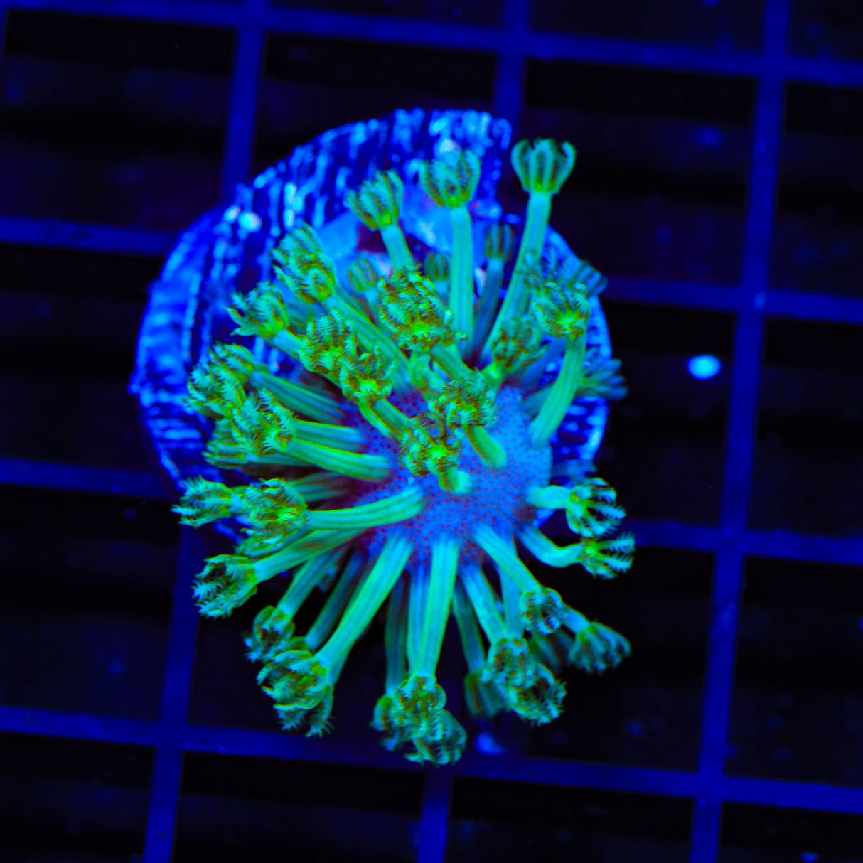 Green Long Polyp Toadstool Coral