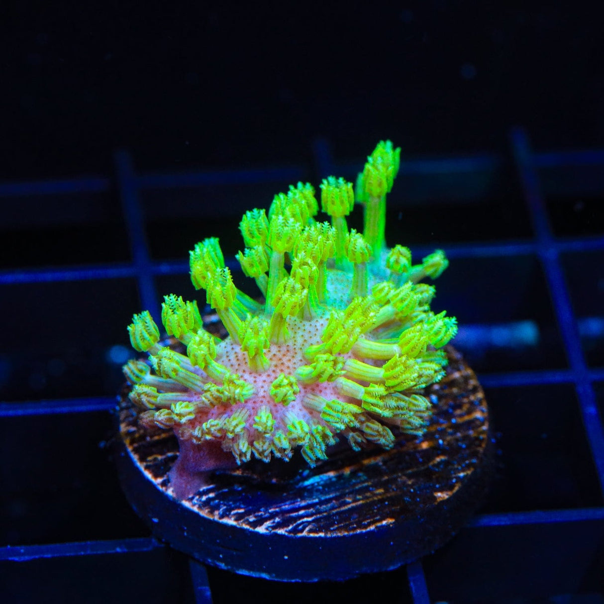 Green Long Polyp Toadstool Coral